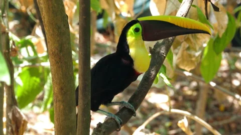 Yellow-throated toucan on a branch in the rainforest Stock Footage 106934562