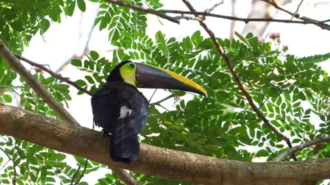 Yellow-throated toucan on a branch in the rainforest Stock Footage 106942517