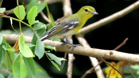 Yellow throated vireo perched on tree branch in tropical forest 스톡 동영상 343522269