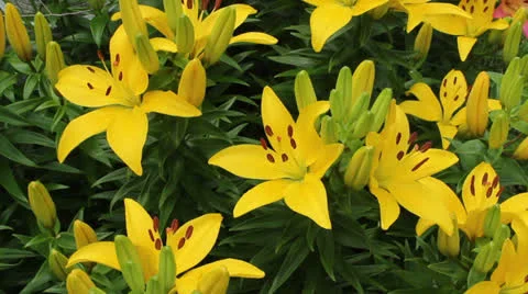 Yellow tiger lily Stock Footage 25229253