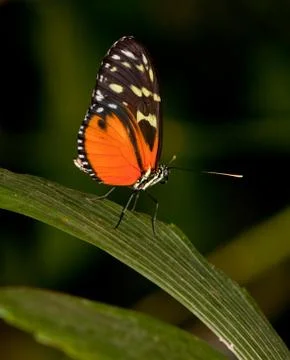 Yellow Tiger Longwing Butterfly 스톡 사진