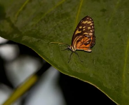 Yellow Tiger Longwing Butterfly Stock-Fotos