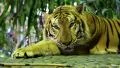 Yellow tiger lying on stone paving HD Footage
