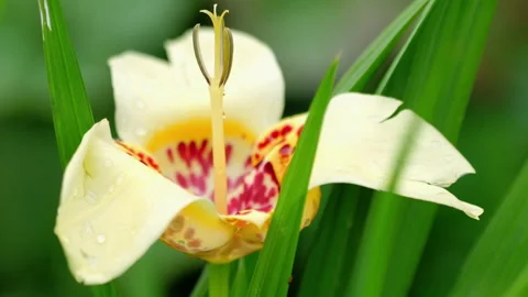 Yellow Tigridia flower Stock Footage 140609527