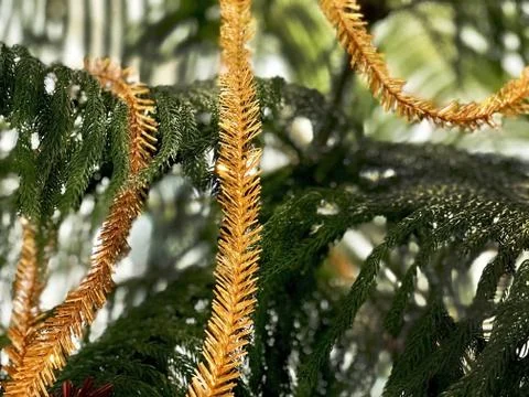Yellow tinsel on the Christmas tree branch Foto stock
