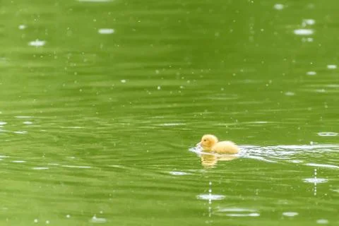 Yellow Tiny Duckling On Water Stock Photos