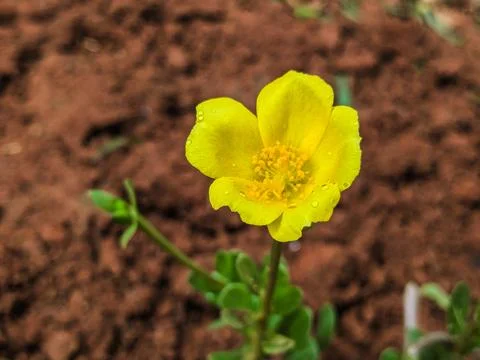 Yellow Tiny Flower Macro Shot - Capturing Nature's Delicate Beauty Stock Photos