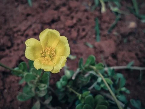 Yellow Tiny Flower Macro Shot - Capturing Nature's Delicate Beauty Stock Photos