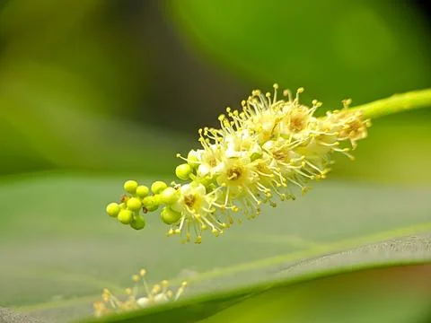 Yellow tiny flower raw copy 库存照片