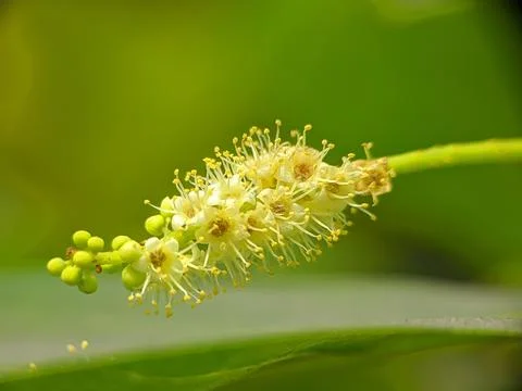 Yellow tiny flower raw copy Stock Photos
