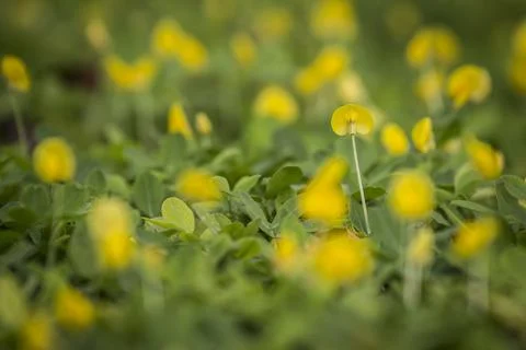 Yellow tiny petal flower depth of field bokeh Stock Photos
