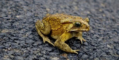 Yellow toad with black spots sitting on asphalt road, Indonesia Stock Photos