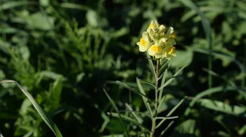 Yellow Toadflax blooming in grassland Stock Footage 67602116
