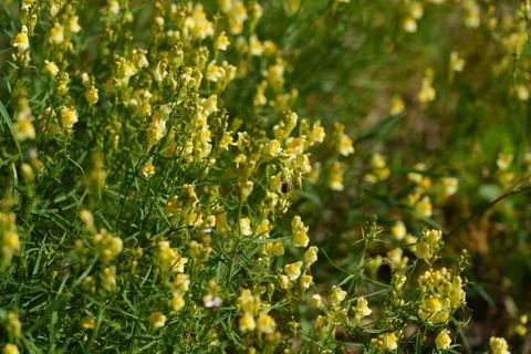 Yellow toadflax Stock-Fotos