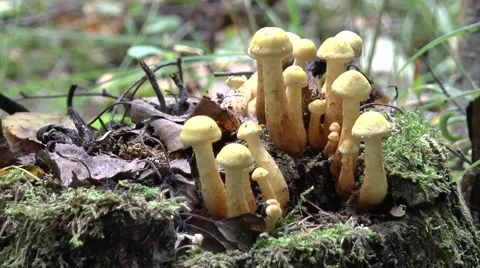 Yellow toadstool Stock Footage 67585337