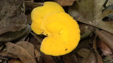 Yellow toadstool, Malaysia Stock Footage 133677167