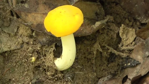 Yellow toadstool, Malaysia Stock Footage 133677181