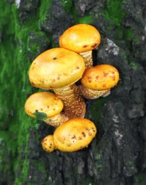 Yellow toadstool mushrooms on a tree Stock Photos