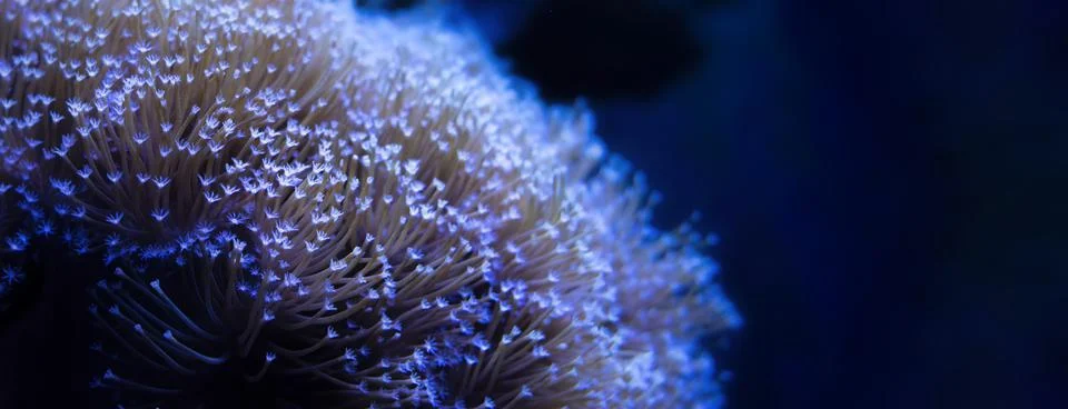 Yellow Toadstool Stock Photos