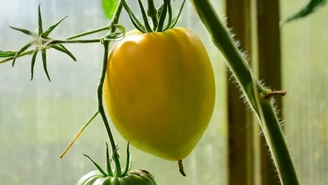 Yellow tomato on a branch close-up Stock Footage 116885379