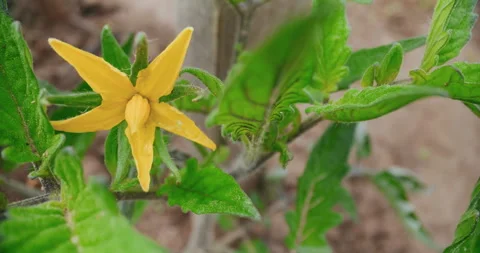 Yellow Tomato Flower in Full Bloom Stock Footage 276809282