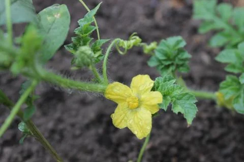 Yellow tomato flower Stock Photos
