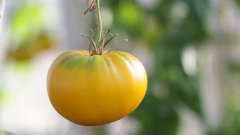 Yellow tomato grows on a branch Stock Footage 121765651