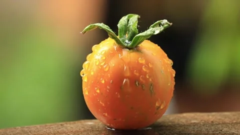 Yellow tomato on the table under the drops of rain Stock Footage 204925908