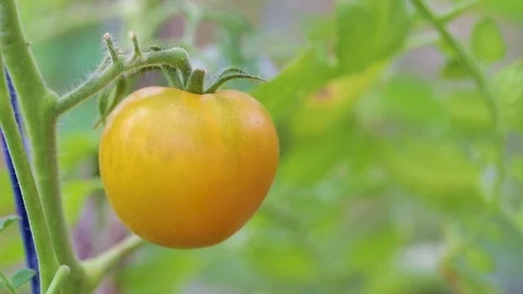 Yellow tomatoes on a branch Stock Footage 83460112