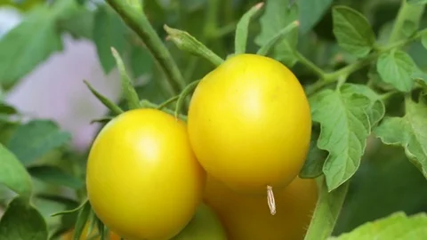 Yellow tomatoes on a branch Stock Footage 83460126