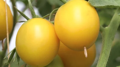 Yellow tomatoes on a branch Stock Footage 85637304
