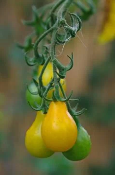 Yellow tomatoes, cherry tomatoes Stock Photos