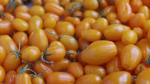 Yellow tomatoes Stock Footage 304631265