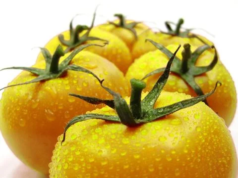 Yellow tomatoes Stock Photos