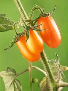Yellow tomatoes Stock Photos