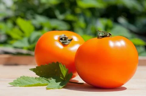 Yellow Tomatoes Stock Photos
