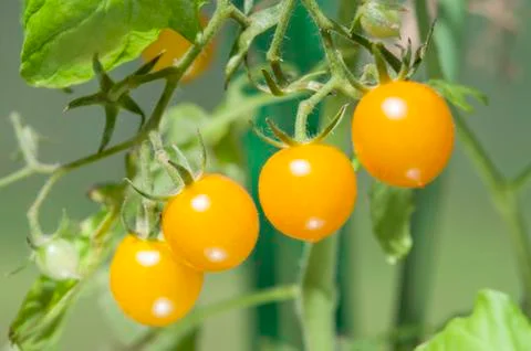  Yellow tomatoes. Stock Photos