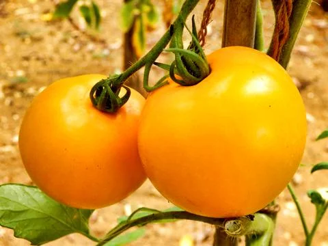 Yellow Tomatoes Stock Photos