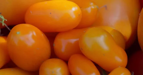 Yellow tomatoes in vibrating shade Stock Footage 314968150