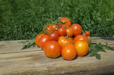 Yellow tomatoes on wooden table and plantations background. Slow living lifes Stock Photos