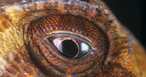 Yellow-tongued Anole lizard (Anolis scypheus) opening its eye Stock Footage 171884341