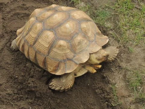 Yellow tortoise with textured shell outside Stock Photos