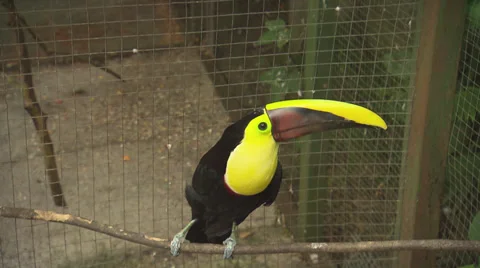 Yellow Toucan in Cage Stock Footage 32631113