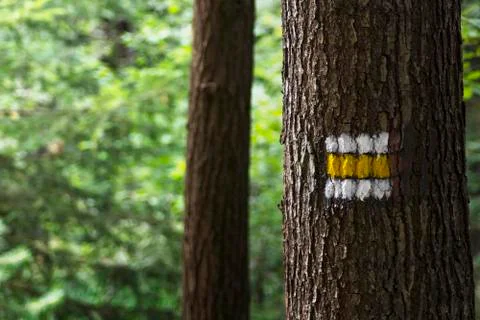 Yellow touristic marks on tree trunk Stock Photos
