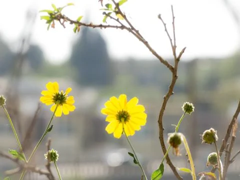 Yellow in Town Stock Photos