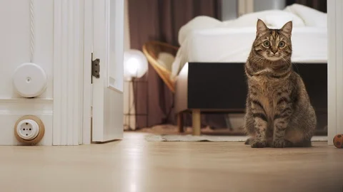 Yellow toy ball rolling while adorable and stupid cat just staring at it. Vídeo Stock 122821271