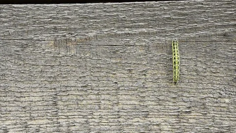 The yellow tracked crawls on the weathered old board. Stock Footage 140360900