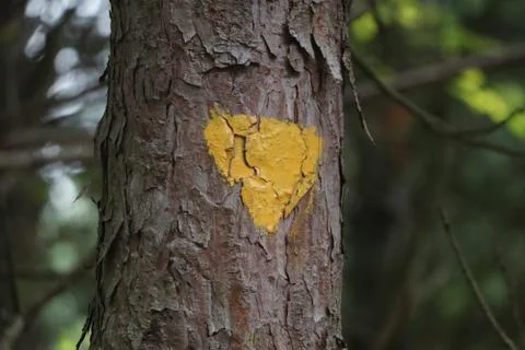 Yellow Trail Marker on Tree Bark in Forest Stock Photos