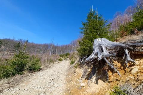 Yellow trail marking on a cut tree trunk. Stock Photos
