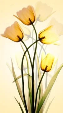Yellow translucent tulips reflected by yellow light on a white wall Stock Illustration